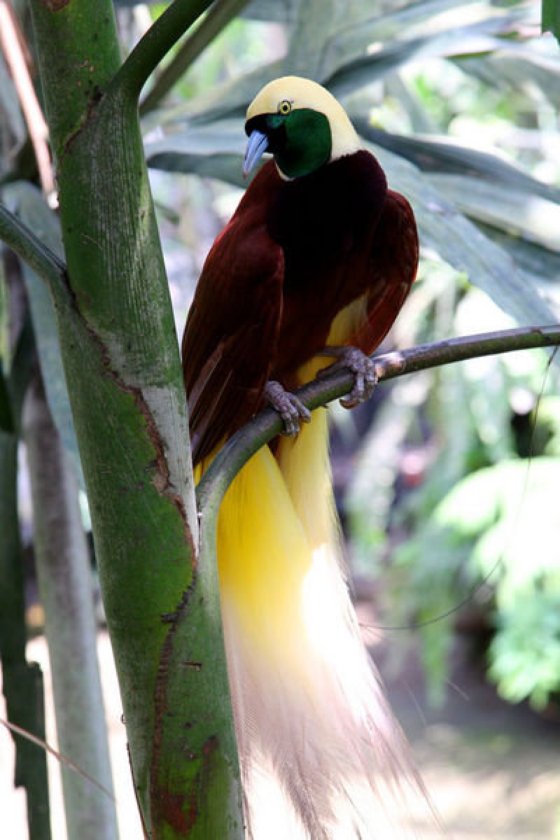 Lesser Bird-of-paradise (Paradisaea minor) Male and Female©©