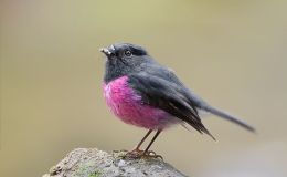 Sunday Inspiration – Australian Robin and&nbsp;Friends