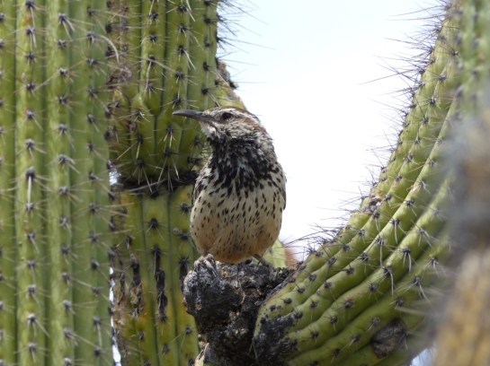 Cactus Wren (Campylorhynchus brunneicapillus) by Lee