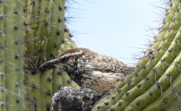 Designed For Flight – Creation Moments&nbsp;YouTube