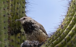 Birds of the Bible – Cactus&nbsp;Wren