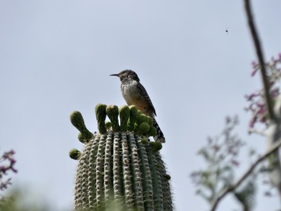 Cactus Wren (Campylorhynchus brunneicapillus) by Lee