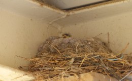 Orni-Theology and The&nbsp;Nest