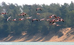 Tsunami and the Animals from Creation&nbsp;Moments