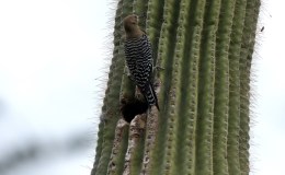 Cactus, Birds and&nbsp;Boots