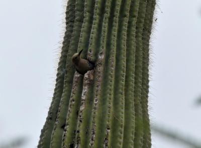 Gila Woodpecker (Melanerpes uropygialis) Desert Mus-Tucson