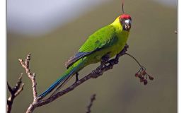 Ian’s Bird of the Week – Horned&nbsp;Parakeet