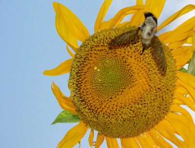 Ruby-throated on Sunflower ©©Frank Boston