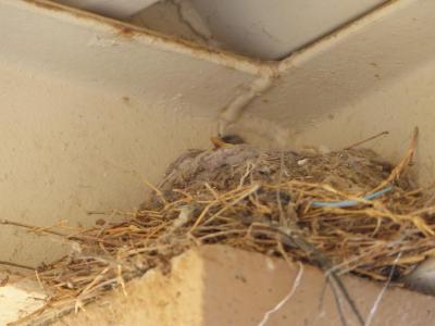 Say's Phoebe nestling at El Centro Ca by Lee