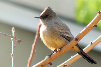 Say's Phoebe (Sayornis saya) ©©Flickr Dawn Ellner