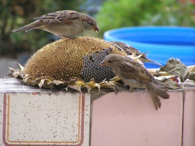 Sparrows Eating From A Sunflower ©©Sagudino Flickr