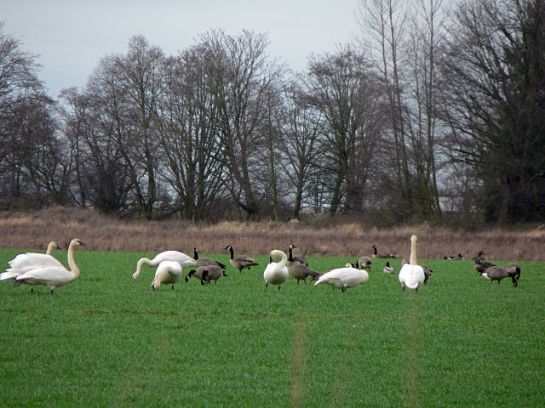 Trumpeter Swan (Cygnus buccinator) and Canadian Geese ©WikiC