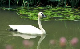 Trumpeter Swans:  Trumpeting a Wildlife Conservation&nbsp;Comeback