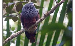 Ian’s Bird of the Week – Goliath Imperial&nbsp;Pigeon