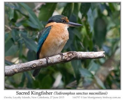 Sacred Kingfisher (Todiramphus sanctus) by Ian
