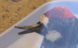 Acorn Woodpecker and&nbsp;Rehab