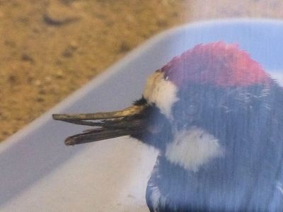 Dewey's Beak - Cropped