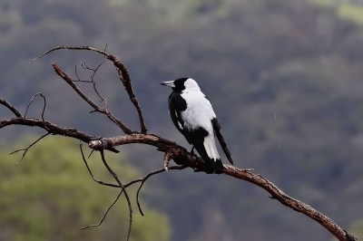 Australia Magpie on Dead Branch ©WikiC