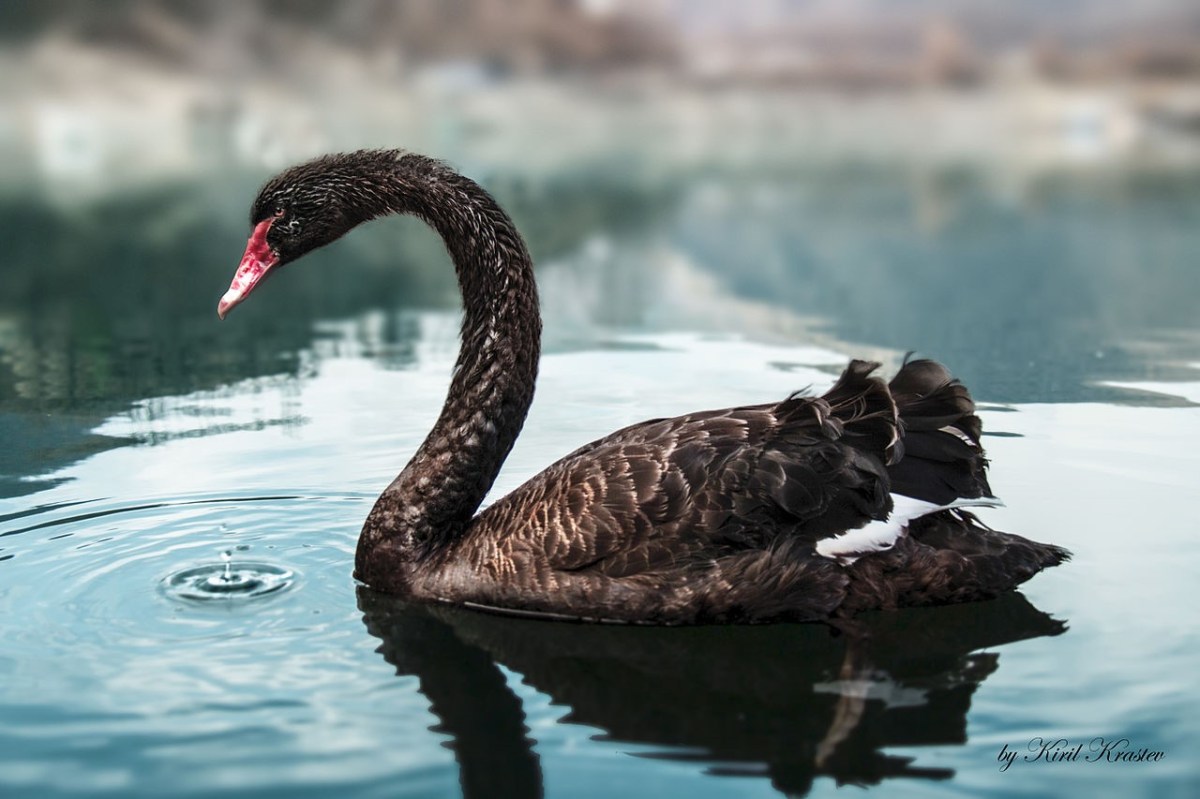 Black Swan ©WikiC
