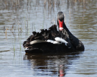 Black Swan (Cygnus atratus) Ruffled ©WikiC