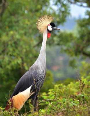 Grey Crowned Crane ©WikiC