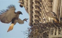 The Hawk on the Washington&nbsp;Monument
