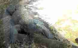 Are Dinosaurs Extinct?&nbsp;(Re-post)