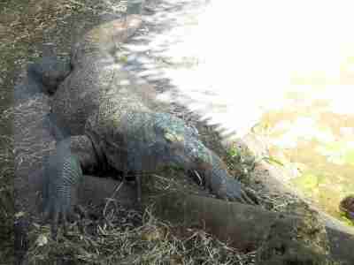 Kamodo Dragon Palm Beach Zoo by Lee