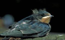 Birdie’s Morning Song – McGuffey’s 2nd Grade&nbsp;Reader