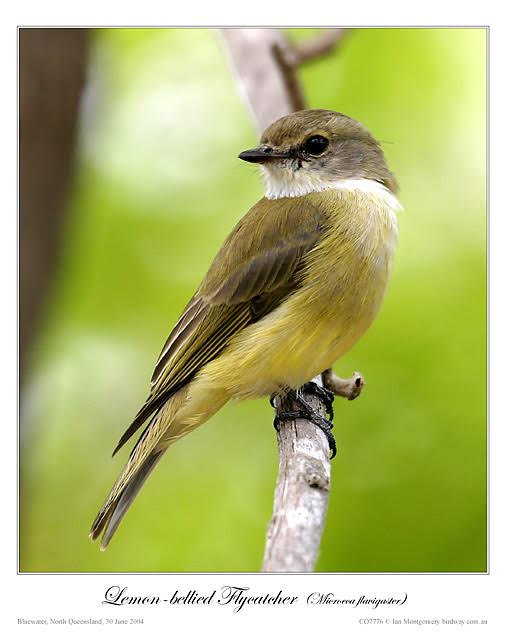 Lemon-bellied Flyrobin (Microeca flavigaster) by Ian