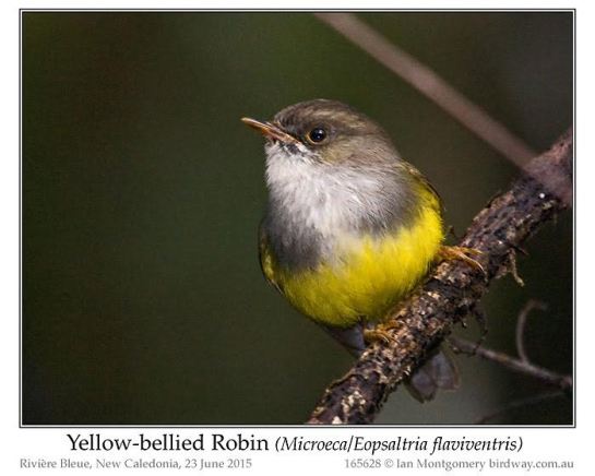 Yellow-bellied Flyrobin (Microeca or Eopsaltria flaviventis) by Ian