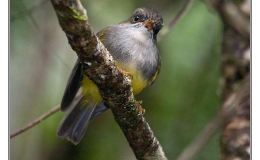 Ian’s Bird of the Week – Yellow-bellied&nbsp;Robin/Flyrobin