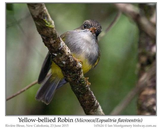 Yellow-bellied Flyrobin (Microeca or Eopsaltria flaviventis) by Ian