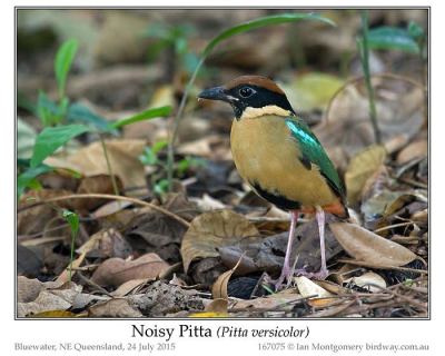 Noisy Pitta (Pitta versicolor) by Ian