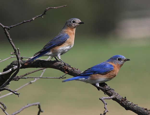 Eastern Bluebird (Sialia sialis) ©WikiC