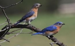 Logan, Morgan, and Their Historical&nbsp;Nest