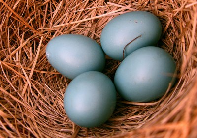 Eastern Bluebird (Sialia sialis) Eggs ©WikiC