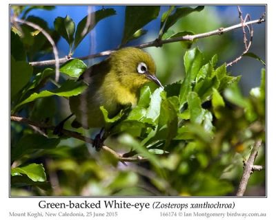 Green-backed White-eye (Zosterops xanthochroa) by Ian