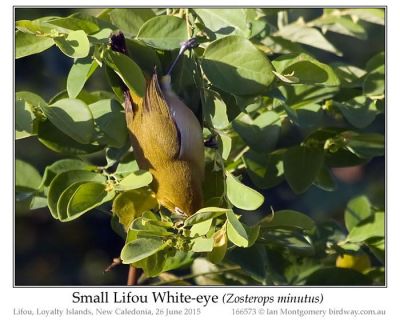 Small Lifou White-eye (Zosterops minutus) by Ian