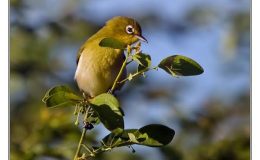 Ian’s Bird of the Week – Small Lifou&nbsp;White-eye