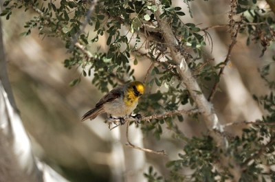 Verdin (Auriparus flaviceps) by D