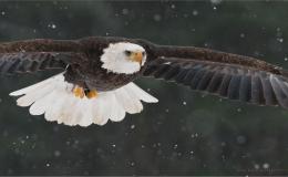 Tail Feathers of North American&nbsp;Birds