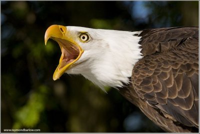 Bald Eagle (Haliaeetus leucocephalus) by Ray Barlow