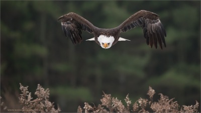 Bald Eagle (Haliaeetus leucocephalus) by Ray Barlow