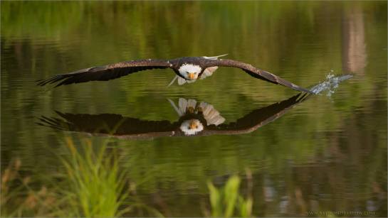 Bald Eagle (Haliaeetus leucocephalus) by Ray Barlow
