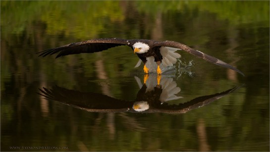 Bald Eagle (Haliaeetus leucocephalus) by Ray Barlow