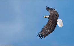 Does an Eagle Carry Its Young on Its&nbsp;Wings?