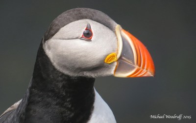Atlantic Puffin (Fratercula arctica) by Michael Woodruff