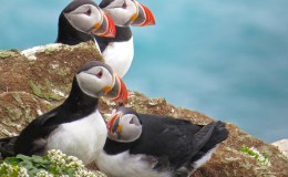 “A” is for Accipiter and Alcid: “A” Birds, Part&nbsp;2