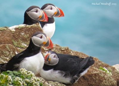Atlantic Puffin (Fratercula arctica) by Michael Woodruff